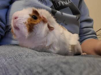 Rescue Abyssinian Guinea Pigs for Adoption in Wellington, Colorado - Amerreto | PetCurious